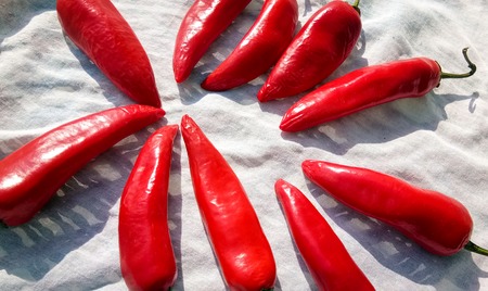 red chilli peppersの写真素材