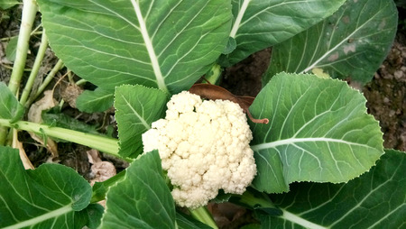 Closeup fresh cauliflower from the vegetable garden, outdoor day light, organic vegetable farmingの写真素材