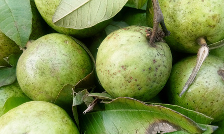 Fresh guava fruit in wooden tray after harvested from the farm ready to serve or sell at the marketの写真素材