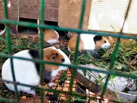 A small mouse trapped in a metal cage close-up shotの写真素材
