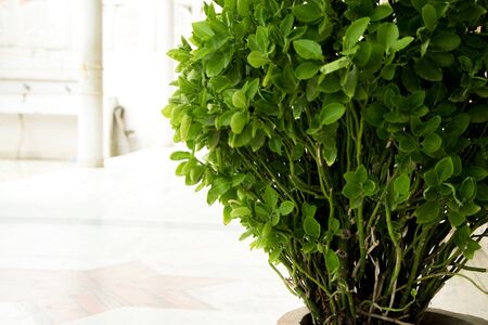Closeup shot of green houseplant