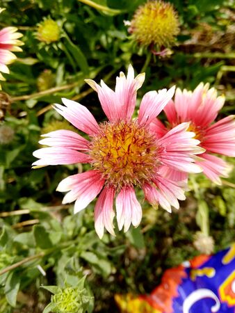 A close up shot of a beautiful pink flower in a green backgroundの写真素材
