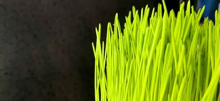 Closeup of Fresh green wheat grass plant in pot. Raw wheat grass plant for making antioxidant beverage. Young plant good for pet plant eaterの写真素材
