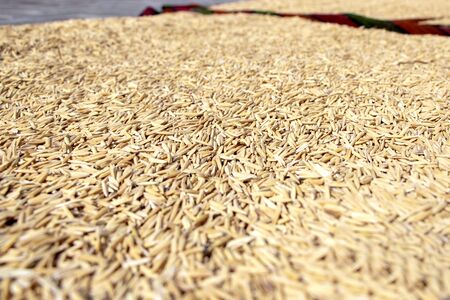paddy rice. Spread of paddy rice on the yard to dry in the sun.の写真素材