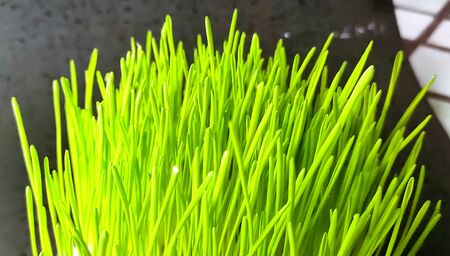 Closeup of Fresh green wheat grass plant in pot. Raw wheat grass plant for making antioxidant...
