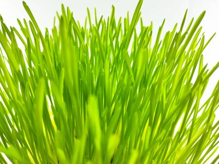 Closeup of Fresh green wheat grass plant in pot. Raw wheat grass plant for making antioxidant beverage. Young plant good for pet plant eaterの写真素材