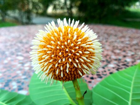 Closeup shot of the yellow Neolamarckia cadamba flowerの写真素材