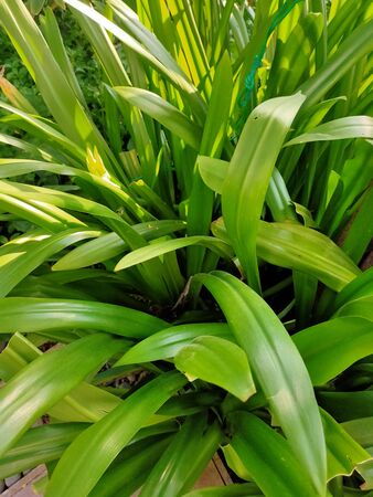 Green leaves of a plant in a pot on a sunny dayの写真素材
