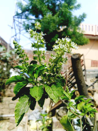 Green leaf on outdoor background