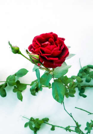 A red Rose flower in a home gardenの写真素材