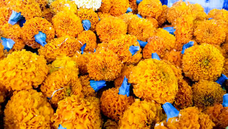 Marigold flowers top view isolated in bunch on displayの写真素材