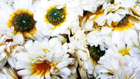 A closeup of common daisy flowers collected in spring