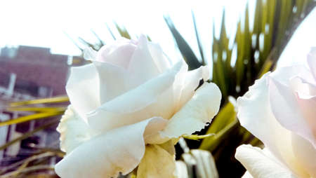 A colorful, beautiful, delicate rose in the gardenの写真素材