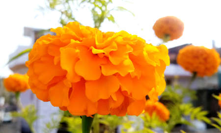 A yellow and orange marigold flowers in gardenの写真素材