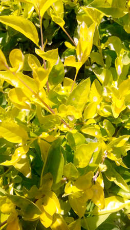Green leaves of a plant in a pot on a sunny dayの写真素材