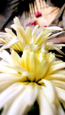 A closeup of common daisy flowers collected in spring