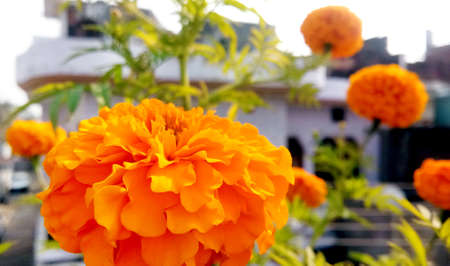 A yellow and orange marigold flowers in gardenの写真素材