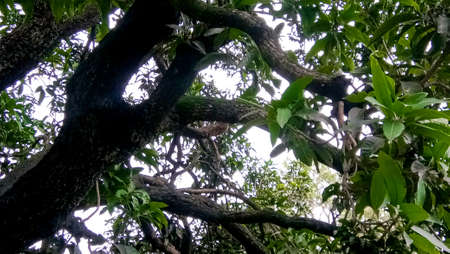 Green leaves Trees Background in the Forest, agricultural gardens a mango tree