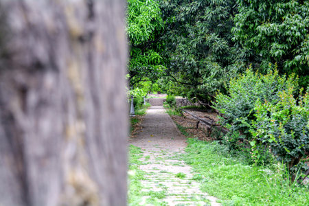 Beautiful park scene in public park with green grass field at pinjore gardenの写真素材