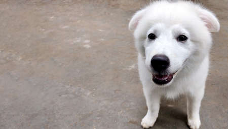 Portrait of Maremma Sheepdog, Shepherd dog Maremmano Abruzzese.