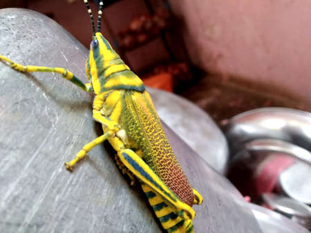 Painted Indian meadow Grasshopper (Chorthippus parallelus)の写真素材