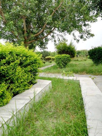 A Beautiful park scene in public park with green grass field and green tree plantの写真素材