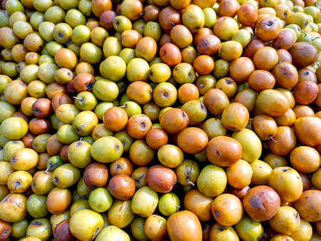 A Ziziphus mauritiana, also known as Ber, Chinee Apple, Jujube, Indian plum and Masau is a tropical fruit tree species belonging to the family Rhamnaceae.の写真素材