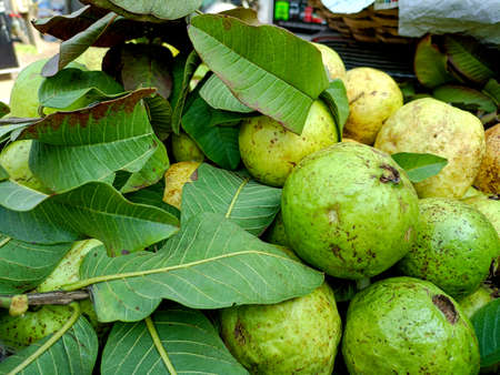 A fresh juicy and healthy sweet guava fruit with leaves in the marketの写真素材