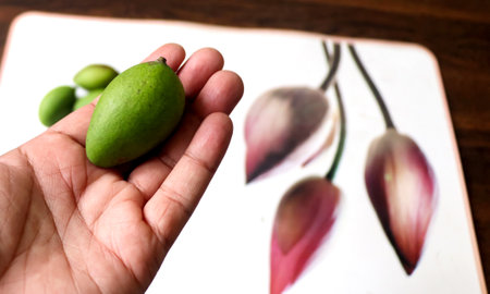 Holding a small green mango in hand selective focusの写真素材