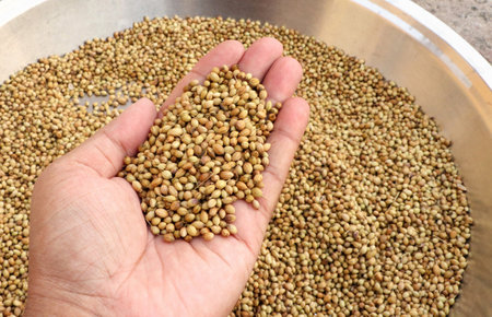 A top view of dried Coriander. A man holding dried Coriander seed in hand.Selective focusの写真素材