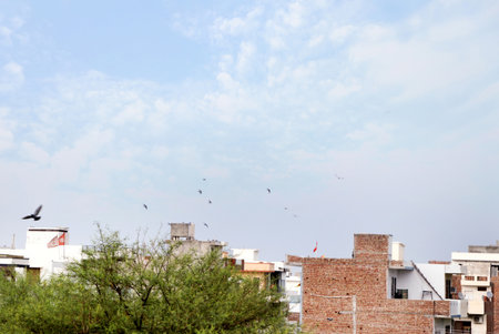 Pigeons Flying High In The Sky in indiaの写真素材