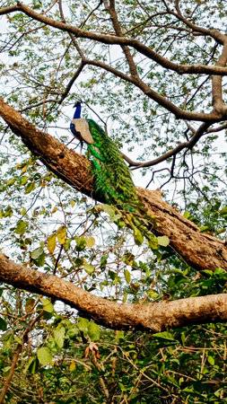 indian peafowl (Pavo cristatus), also known as the common peafowl, and blue peafowl- peacock- sitting in a treeの写真素材