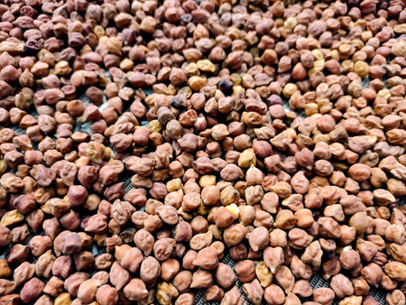 A detailed close-up image of dried black chickpeas (Kala Chana) laid out in bulk for dryingの写真素材