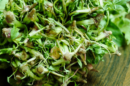 Close-up photo of fresh spinach roots, showcasing the earthy texture and vibrant green leaves....
