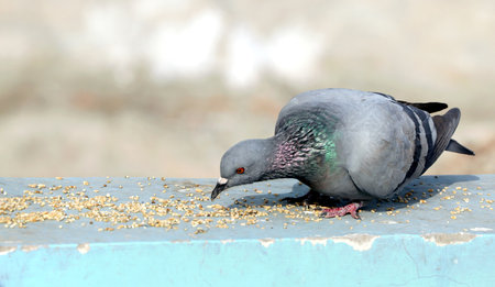 Close-up image of a rock pigeons pecking at grains scattered on a light blue balcony railing