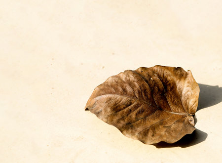 Detailed close-up of a single dry brown leaf with visible veins, resting on a light-colored surface...