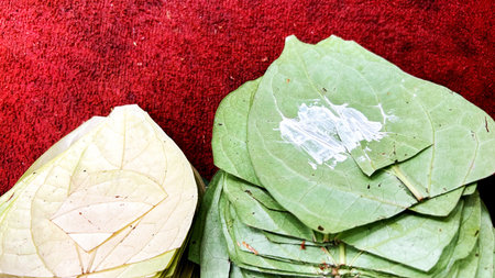 A close-up of fresh green betel leaves (paan ke patte) arranged neatly on a red surface, with lime paste applied on one leafの写真素材