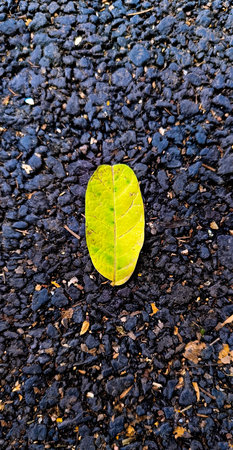 Single green leaf lying on rough black asphalt road surface, symbolizing nature contrast,...