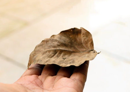 Detailed close-up of a single dry brown leaf with visible veins, resting on a light-colored surface...