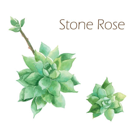 Haworthia truncata plant garden book decor ,paper texture blots brushon white background vectorillustration EPS10のイラスト素材