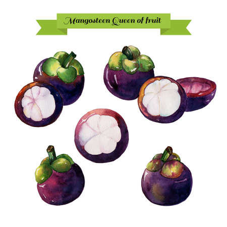 mangosteen watercolor splash ink on white background illustration EPS10のイラスト素材