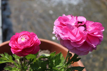 Pink buttercup flower in a pot