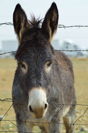 Donkey By Fenceの写真素材
