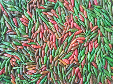 a lot of Chili have Green chili Red chili and Multi color The background is Bird's Eye Chilli, Chili Texture, Capsicum annuum, Paprika,Thai Herbals, Thai pepper small  but still many times more spicy ,Small things are included.の写真素材