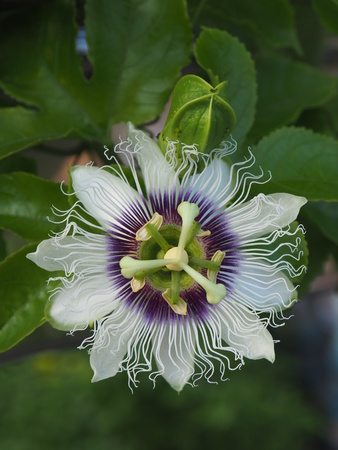 Closeup Passion fruit flower bloom with one bud are very strange and beautiful with a variety of colors purple white yellow contrast beautifully on the green leaves backgroundの写真素材