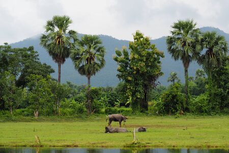 Scenic countryside view in thailand with buffalo in the meadow in front of a swamp.Behind the sugar palm tree,many green trees and mountainsの写真素材