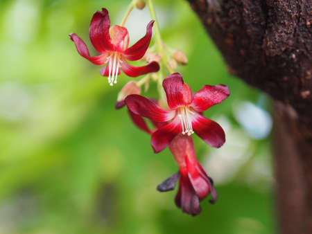 Selective focus beautiful red bilimbi flowers in full bloom with stamens hang on the brown stems.Blurred green background for copy spaceの写真素材