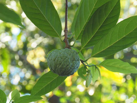 Round green apple custard The skin is gnarled, jagged, growing, hanging on a tree with nearby leaves and branches, flower buds visible. The background is a natural blurry bokeh.の写真素材