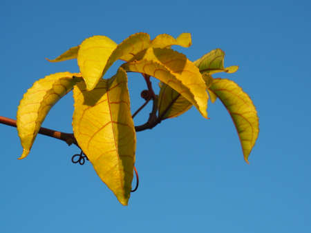Large beautiful yellow passion fruit leaves have red stripes and wavy shape.Distinctive leafs, contrasting with the blue background.の写真素材