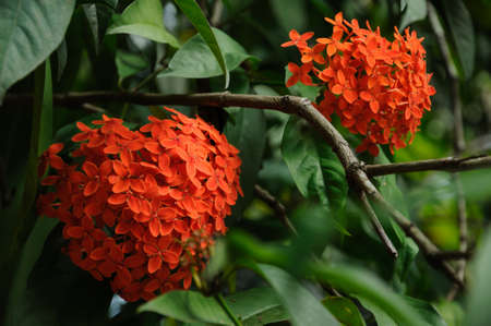 Scarlet heart shaped flowers bloom in the garden.